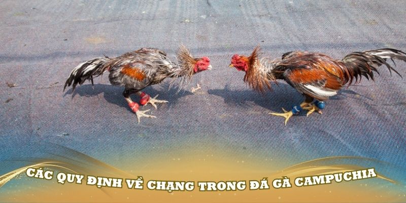 Các quy định về chạng trong đá gà Campuchia